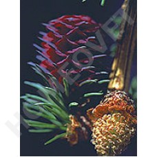 Bach Flower Remedies for Animals - Larch